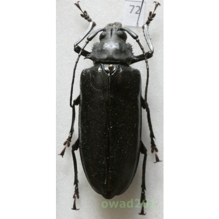 Rhaphipodus bonni Nonfried, 1894 55mm Indonesia, Java72